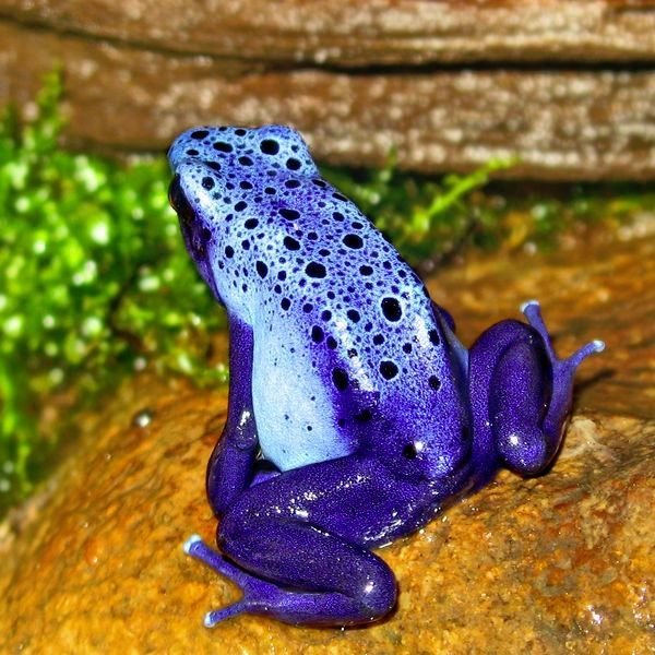 Dendrobates tinctorius azureus (blue poison dart frog)