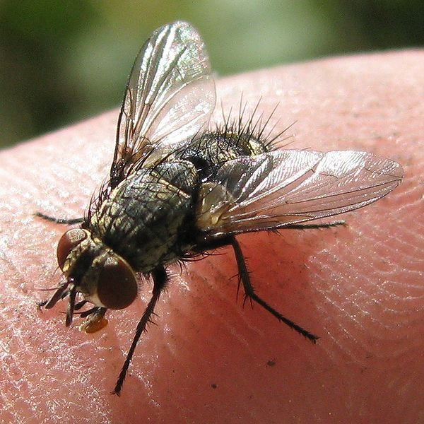 Tachinid fly - Credit: Wikimedia Commons