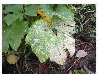 How to Kill Powdery Mildew on Pumpkin Leaves — Organically and Easily!