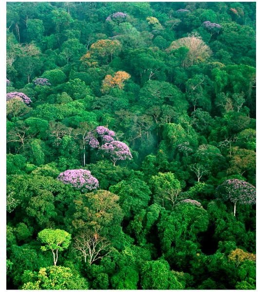 513px-Forest on Barro Colorado