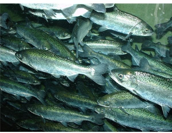 800px-Chinook salmon, Oncorhynchus tshawytscha
