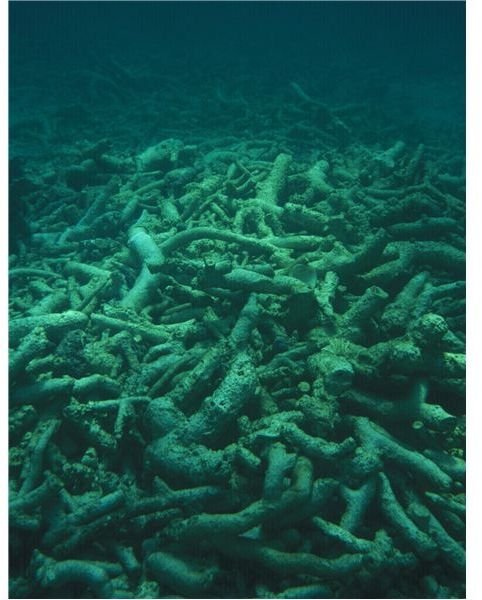 acid- damaged corals