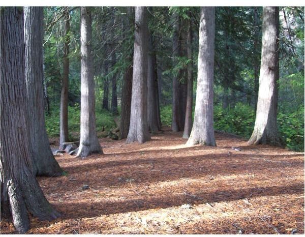 Idaho Cedars