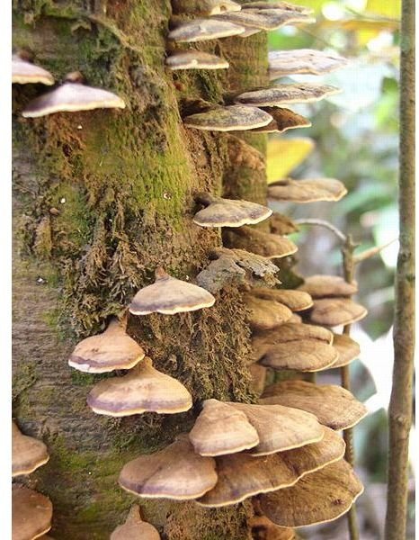 Information on the Ecological Importance of Fungi