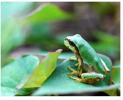 Japanese Tree Frog