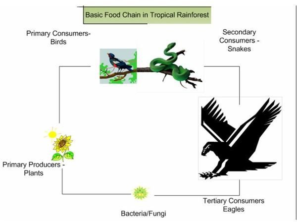 How the Food Chain in the Rainforest Works