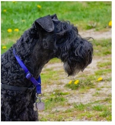 Kerry Blue Terrier