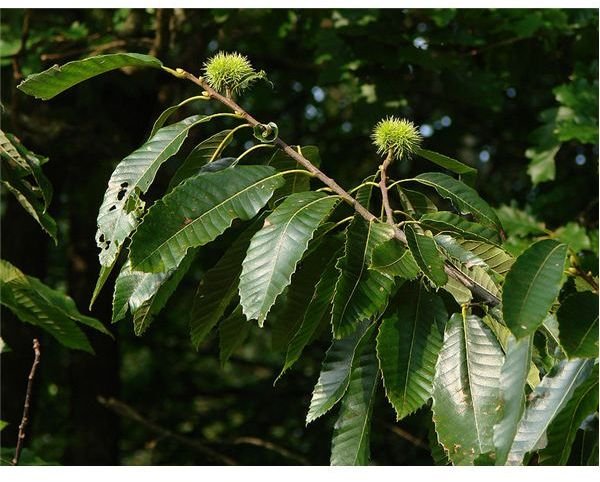 About the Sweet Chestnut Tree (Castanea sativa Mill): Growing in Warmer Climates These Trees Produce Edible Chestnuts