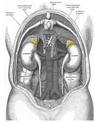 adrenal glands control hormones to function