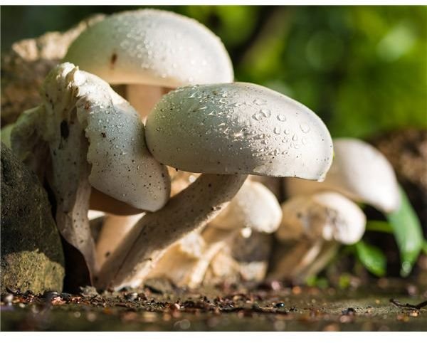 Learn About Fungus: Mushrooms, Spores and More