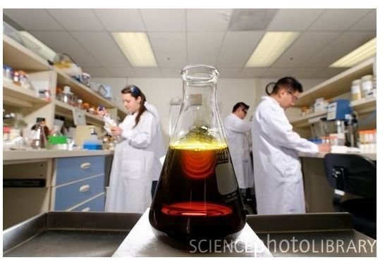 Source: https://www.sciencephoto.com - Caption: Algae biodiesel. Flask of algae biodiesel, Solazyme Inc., USA. Algae are photosynthesising micro- organisms that can convert carbon dioxide into large amounts of lipids. Solazyme uses synthetic biology and genetic engineering to produce novel strains of algae. These are grown in tanks of fermentation bioreactors and fed sugars directly. This closed system allows the temperature and pressure to be accurately controlled, compared to open systems that rely on the presence of sunlight. Biodiesel is produced by reacting algaelipids with alcohol, a process known as transesterification. Unlike fossil fuels, biodiesel is biodegradable and non-toxic. However it is more costly to produce. Photographed in 2008. 