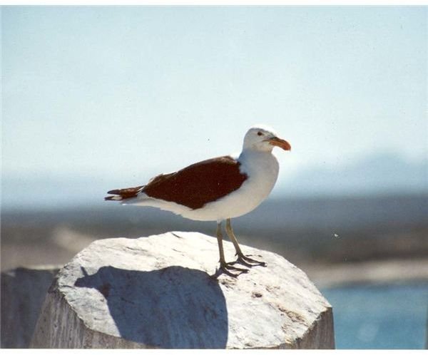 Kelp Gull