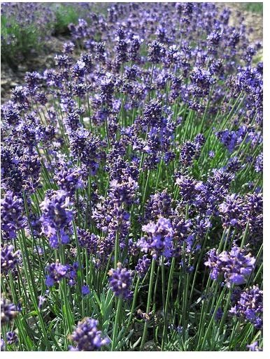 Lavender Has Skin Healing Properties