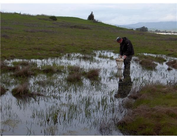 Understanding Career Facts About a Wildlife Biologist