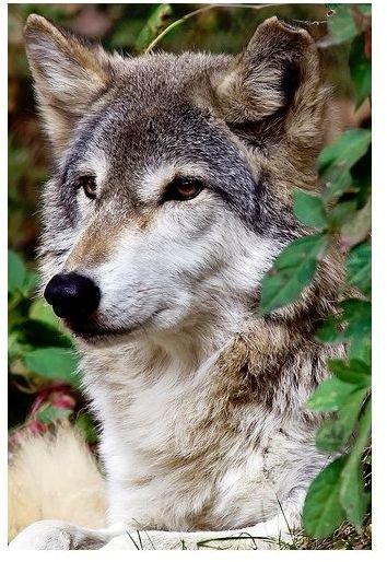 A Plethora of Timber Wolf Facts: Description, Behavior, Diet & More