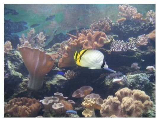 The Reef Fish Life Cycle from Spawning to Recruitment