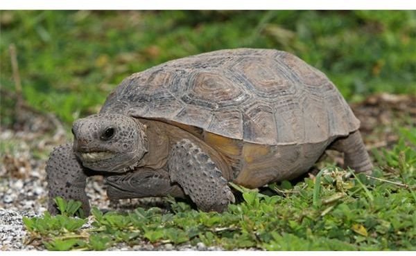 Interesting Gopher Tortoise Facts: Learn Where these Tortoises Live, Diet, and More