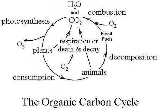 Biochemical Oxygen Demand as Explained by the Organic Carbon Cycle