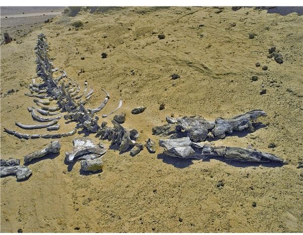Fossils Found in the Desert include Dinosaurs in the Gobi Desert