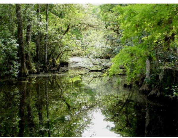 Everglades swamp