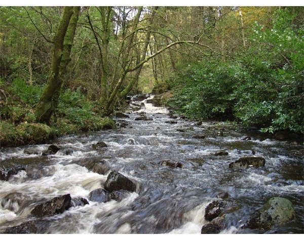 Learning All About the Temperate Rainforest: Get a Closer Look into ...