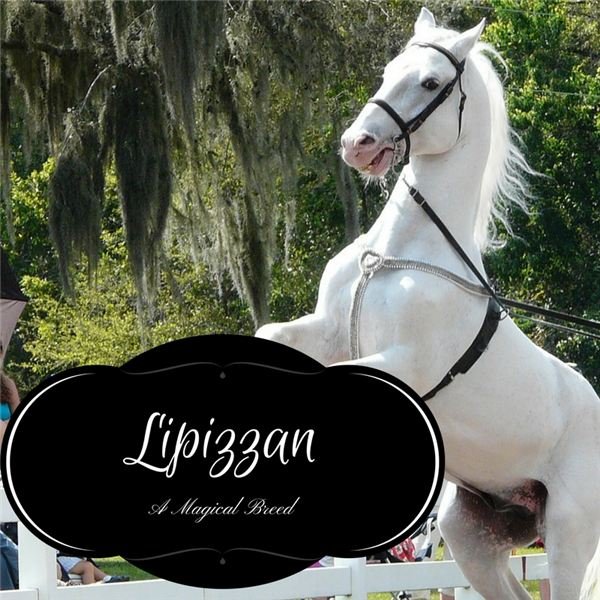 Origins and History of the Magical Lipizzan Horse