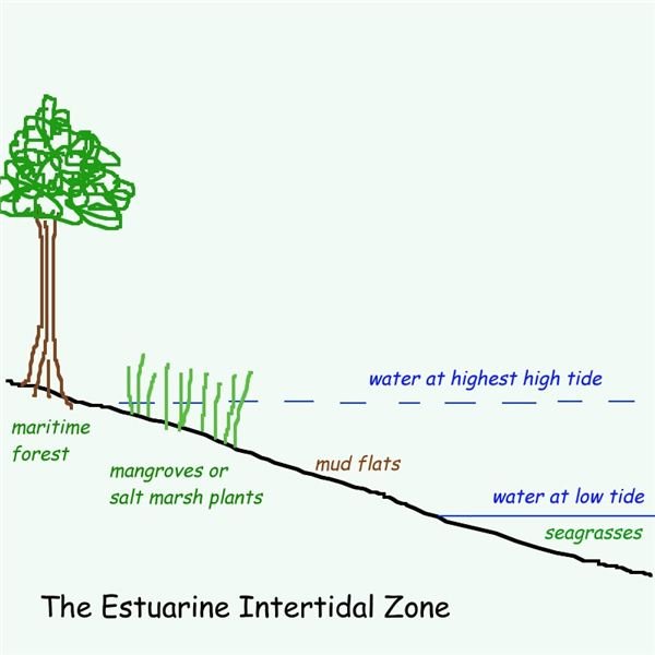 Intertidal Zone of Estuaries Defined & Habitat Functions of Estuarine Marsh Areas