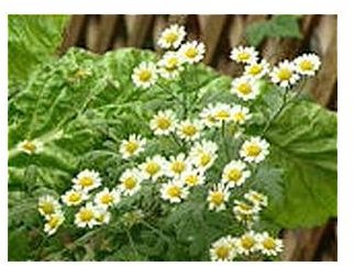 Feverfew, a plant used to attract helpful insects