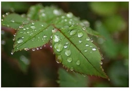 What is Macro Photography? Learn How to Take the Best Close-Up Pictures with Tips and Techniques