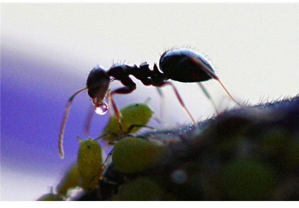 Ant Receives Honeydew from Aphid