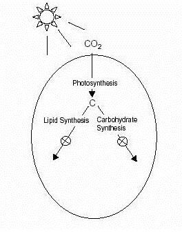 B. Photosynthesis