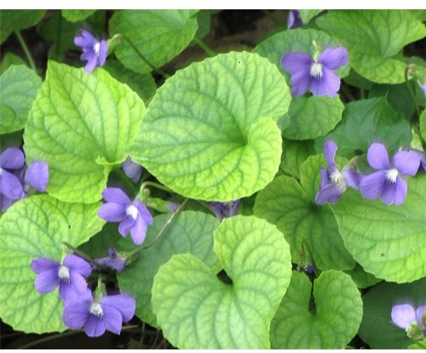 Benefits of Violet Essential Oil: How to Use This Natural Product