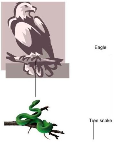 Tropical Rainforest Food Chain - Secondary and Tertiary Consumers