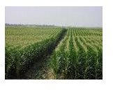 corn field