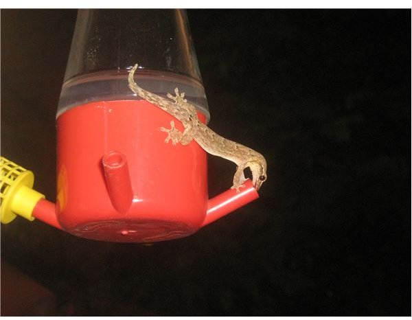 lizard feeding from HB feeder IMG 7202