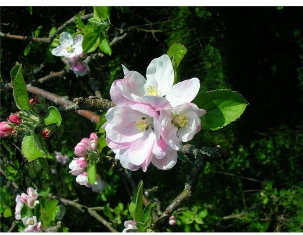 Apple tree blossom