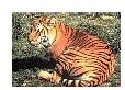 Teaching Activities for "The Lady or the Tiger" by Frank Stockton