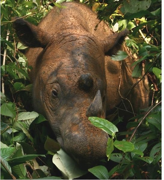 Sumatran Rhino