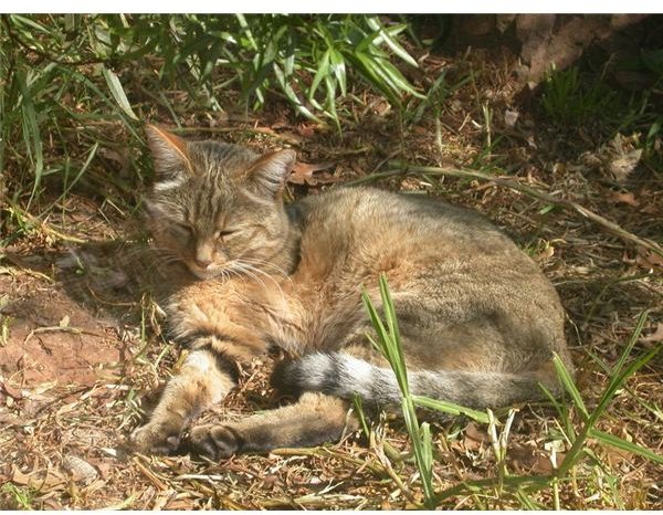 History of the Cat: Genetic Evolution of Cats