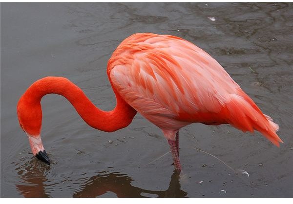The Caribbean Flamingo: Health and Habitat