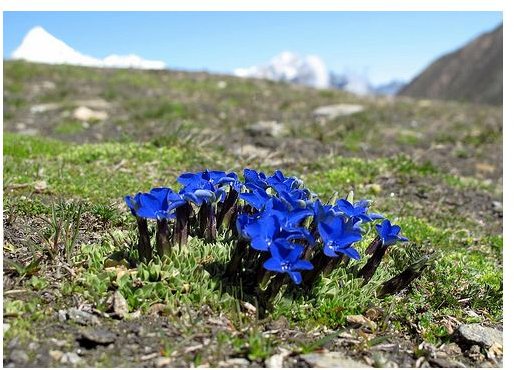 Bitter Gentian Root: The Healing Benefits of Gentian Root