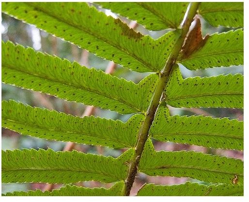 Fern Spores