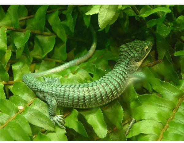 Arboreal Alligator Lizard Abronia graminea 