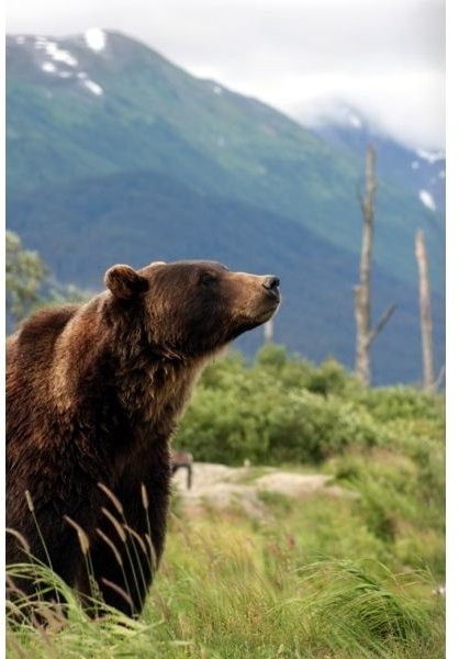 Fun and Interesting Facts about Grizzly Bears