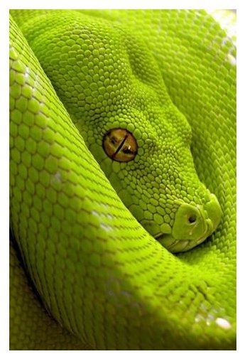 Green Snake