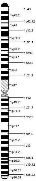 The Significance of a Point Mutation in Chromosome 1