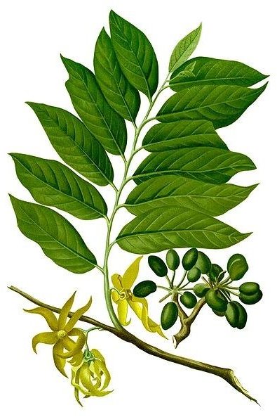 Ylang Ylang Benefits: Learn About this Wonderful Essential Oil