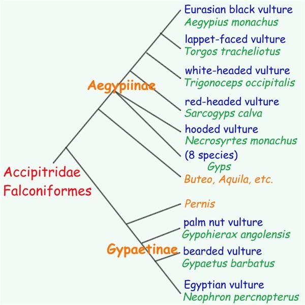 Old World vultures phylogenetic tree