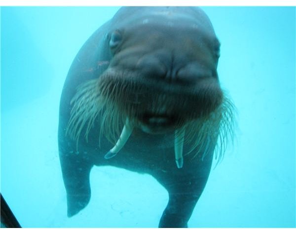 Walrus at Indianapolis Zoo