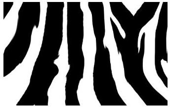 zebra-print-simple2
